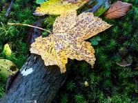Gelbes Ahornblatt auf Ast mit Sternmoos und Pilz